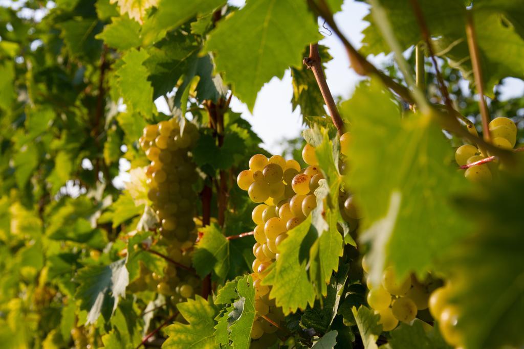 Bed and Breakfast Weingut Schwarzl Рач-ан-дер-Вайнштрассе Экстерьер фото